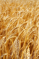 Fototapeta premium Field Texture