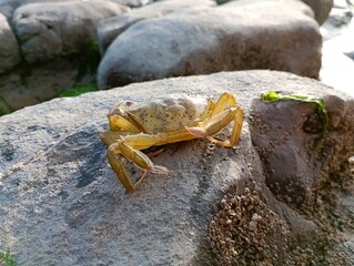 british yellow crab on the beach