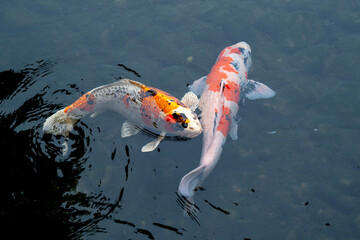 fish CARP fancy or koi in pond, japanese National animal