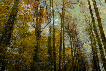 Autumn landscape, overlay effect. Background of autumn trees with yellow foriage for publication, poster, screensaver, wallpaper, postcard, banner, cover, post. High quality photo