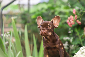 Portrait of a chocolate French bulldog with big ears sits against the backdrop of a green garden