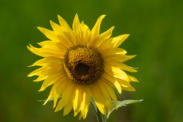 Obraz premium blooming sunflower on blurred background