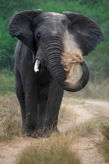 A bull elephant dust bathes while walking on a safari trail on an overcast morning at Queen...