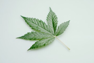 Close-up of a vibrant cannabis leaf on a light background showcasing its intricate details and textures