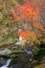 ニセコの紅葉