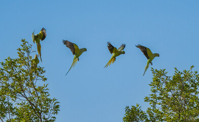Rose Ringed Parakeets at Flight