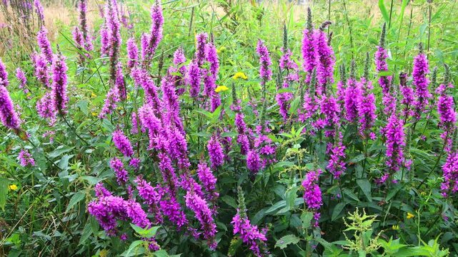 Purple Loosestrife, also called Lythrum salicaria
