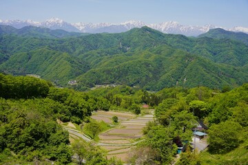 信州　大岡　北アルプスを望む石津の棚田