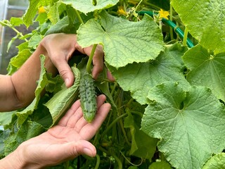close up of cucumber in human hand harvesting