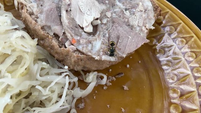 Wasp on sandwich with homemade headcheese and sauerkraut on stoneware plate. Insect bites off piece of food and flies away - real time. Topics: breakfast, nature, flora, season, summer time
