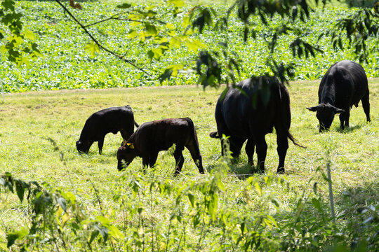 Schwarze K&radic;&ordm;he