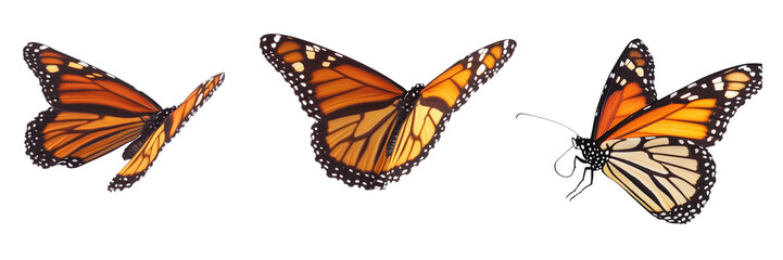 Beautiful Butterflies flying PNG displayed on plain white background