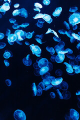 jellyfish in the aquarium