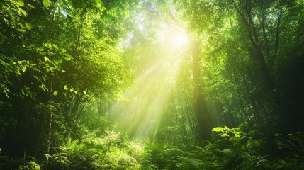 Obraz premium Enchanted forest with a vibrant green canopy and sunlight filtering through