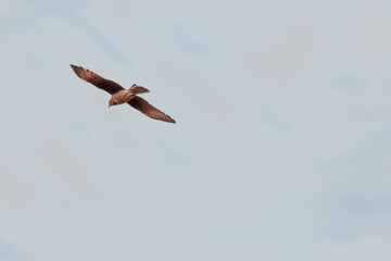 osprey in flight