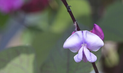Beautiful close-up of lablab purpureus