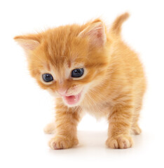 Kitten on white background.