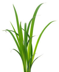 Green grass leaves.