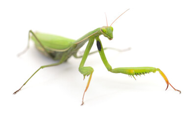 Mantis isolated on white background.