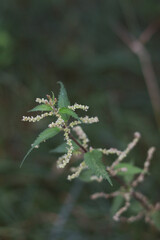 Green nettle with seeds 