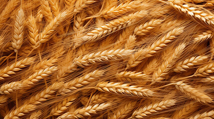 Flat Lay Photography of Wheat Seeds in Full Frame. Wheat Plants