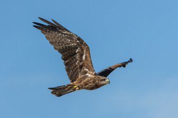 Obraz premium animal, animals, bird, bird love, bird of prey, bird watching, birds, birdwatching, black, black kite, carnivore, close up, environment, eyes, fauna, fly, hawk, head, kite, majestic, migrans, milvus k