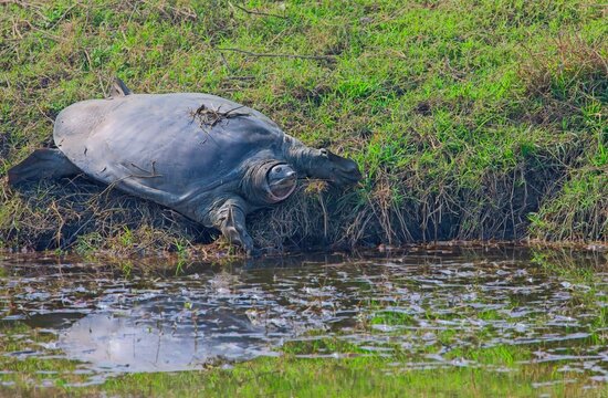 turtle basking in the sun
