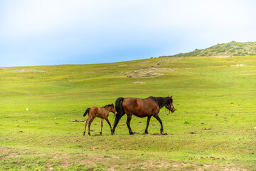 Mother and Foal Strolling on Xinjiang's Grasslands