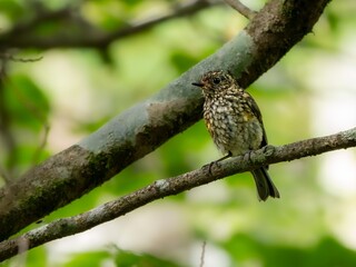 森の中で枝に留まって周りを見渡しているルリビタキの幼鳥