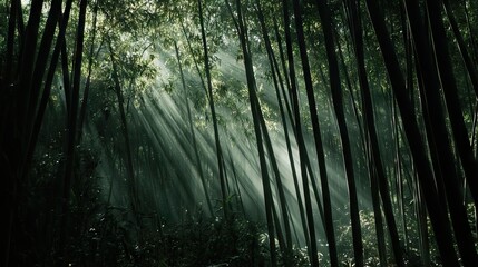 Obraz premium Sunlight Piercing Through a Dense Bamboo Forest, Creating Intricate Patterns of Light and Shadow on the Forest Floor. AI generated illustration