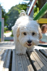 Small puppy dog on children playground