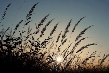 Obraz premium Silhouetted grass stalks against a warm sunset sky.