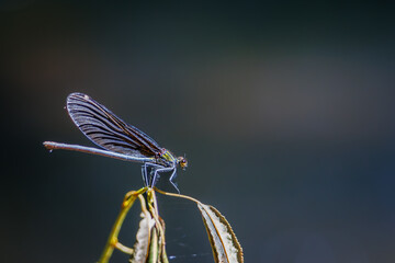 Dragonflies, beautiful demoiselle , Calopteryx virgo sitting and flying  near a small river.