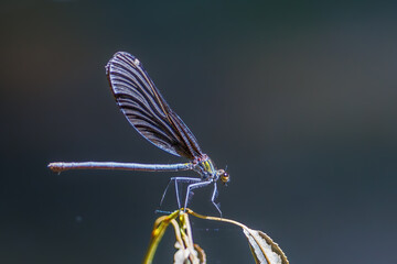 Dragonflies, beautiful demoiselle , Calopteryx virgo sitting and flying  near a small river.