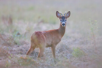 A male roe deer standing in a meadow