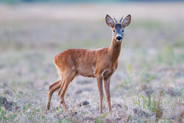 Fototapeta premium A male roe deer standing in a meadow