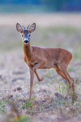 A male roe deer standing in a meadow
