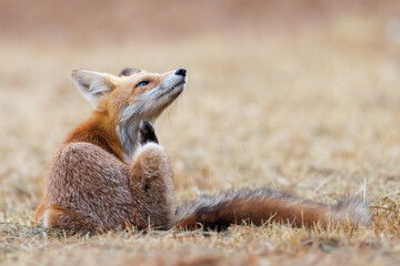 Red fox Vulpes vulpes. A fox in a meadow. Wild young fox. Close up.