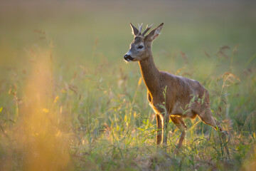 A male roe deer standing in a meadow