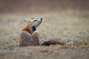 Red fox Vulpes vulpes. A fox in a meadow. Wild young fox. Close up.