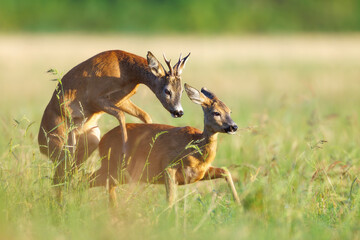 Roe deer, capreolus capreolus, couple copulating. Wild animal reproducing. Mating behaviour during...