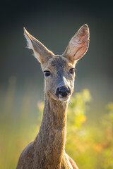 Roe deer (Capreolus capreolus) standing alert in spring forest, soft light, natural habitat, detailed fur, looking at camera, peaceful wildlife scene, vertical composition, blurred background.