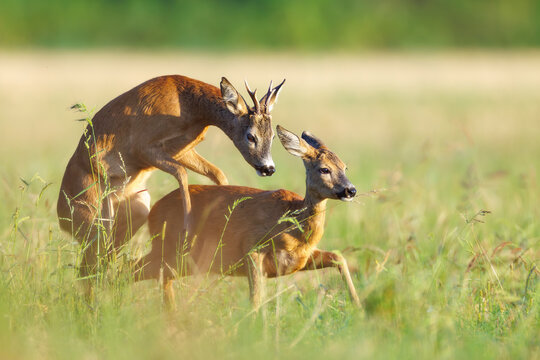 Roe deer, capreolus capreolus, couple copulating. Wild animal reproducing. Mating behaviour during rutting season in wilderness.
