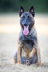 Portrait of a cute Belgian Shepherd dog in the nature.