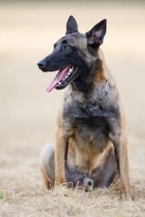 Portrait of a cute Belgian Shepherd dog in the nature.