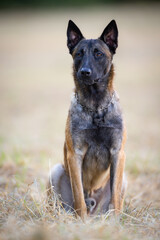 Portrait of a cute Belgian Shepherd dog in the nature.