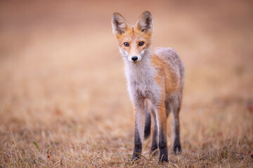 Red fox Vulpes vulpes. A fox in a meadow. Wild young fox. Close up.