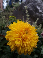 yellow chrysanthemum in the garden