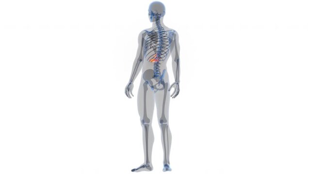 Human Internal Organs Pancreas with Gallbladder Anatomy Animation Concept