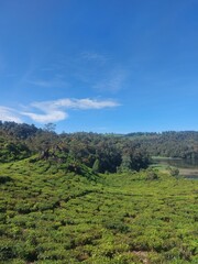 green tea plantation